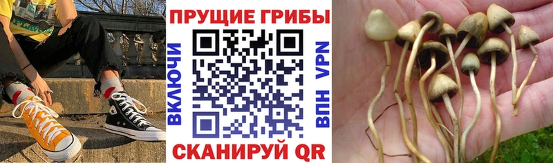 как найти   Когалым  Псилоцибиновые грибы Psilocybe 